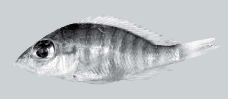 Placidochromis sp. 'hennydaviesae V' South East Arm